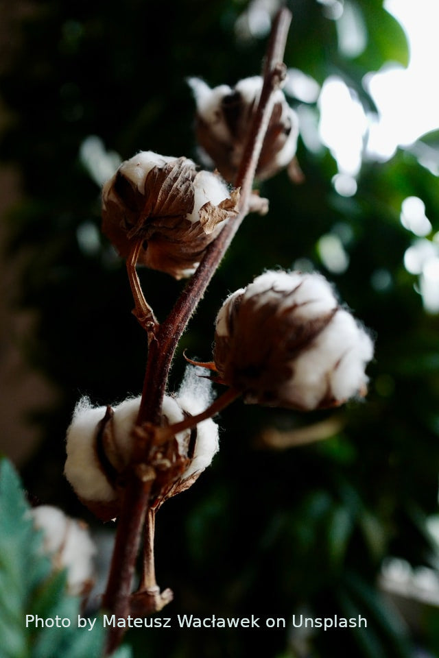 Cotton and other plant fibres