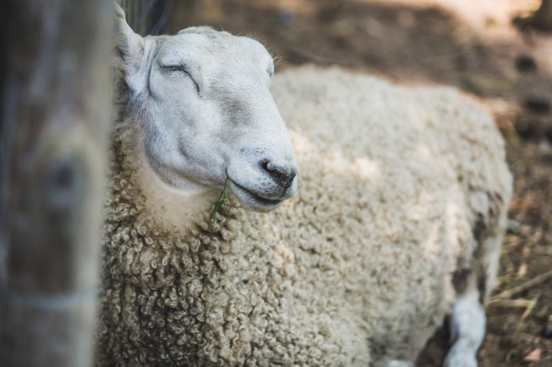 Sheep keychain on sale